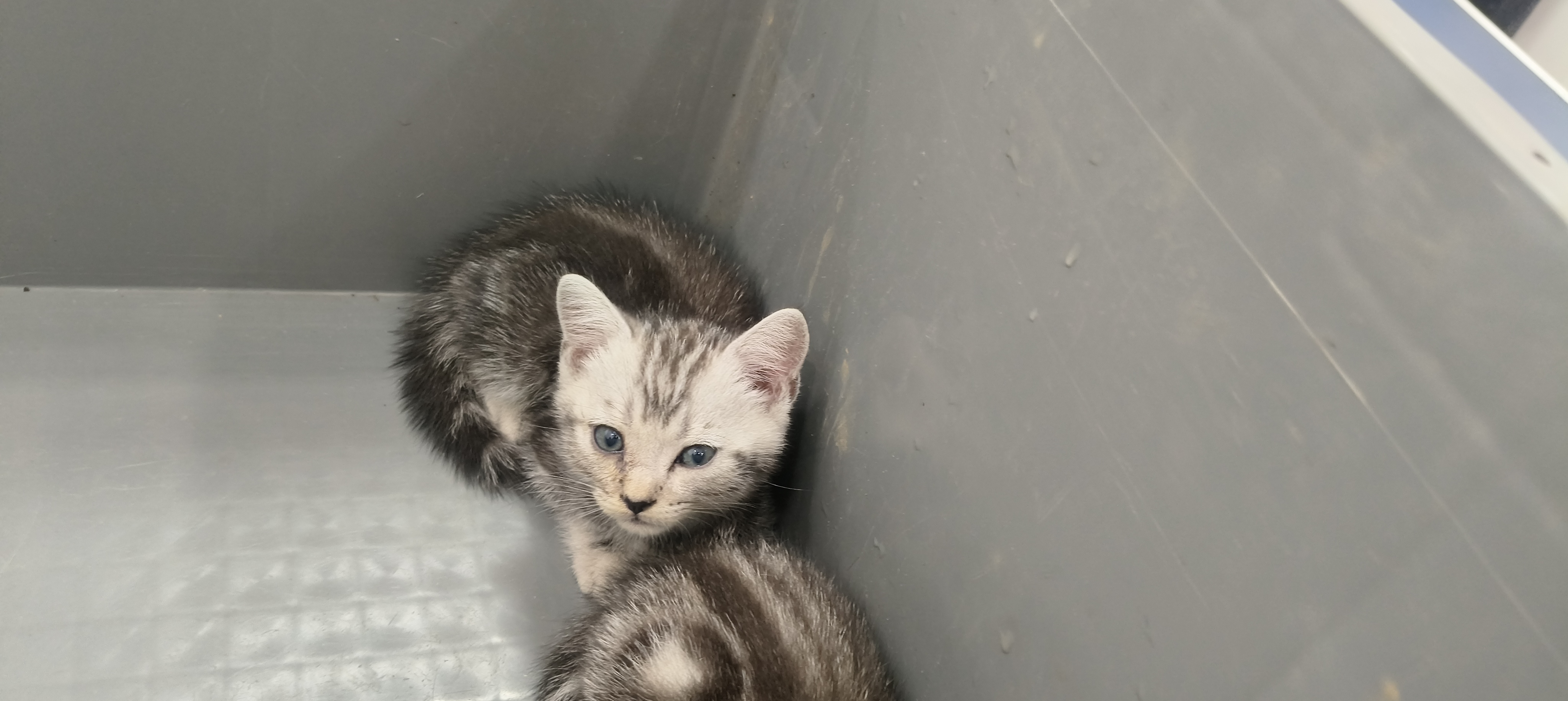 美短虎斑猫